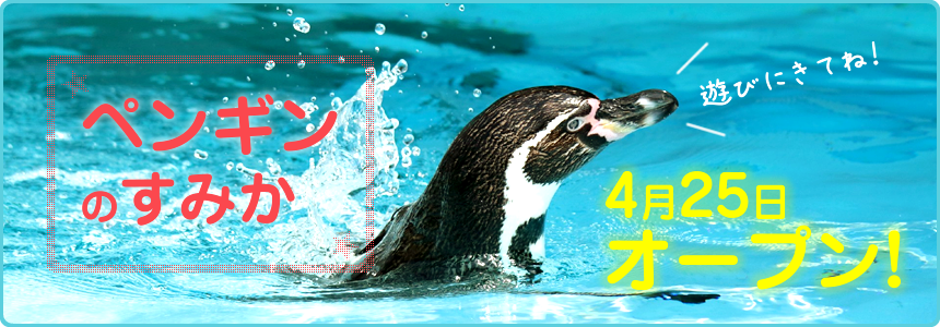 「ペンギンのすみか」が4月25日にオープン！遊びにきてね！